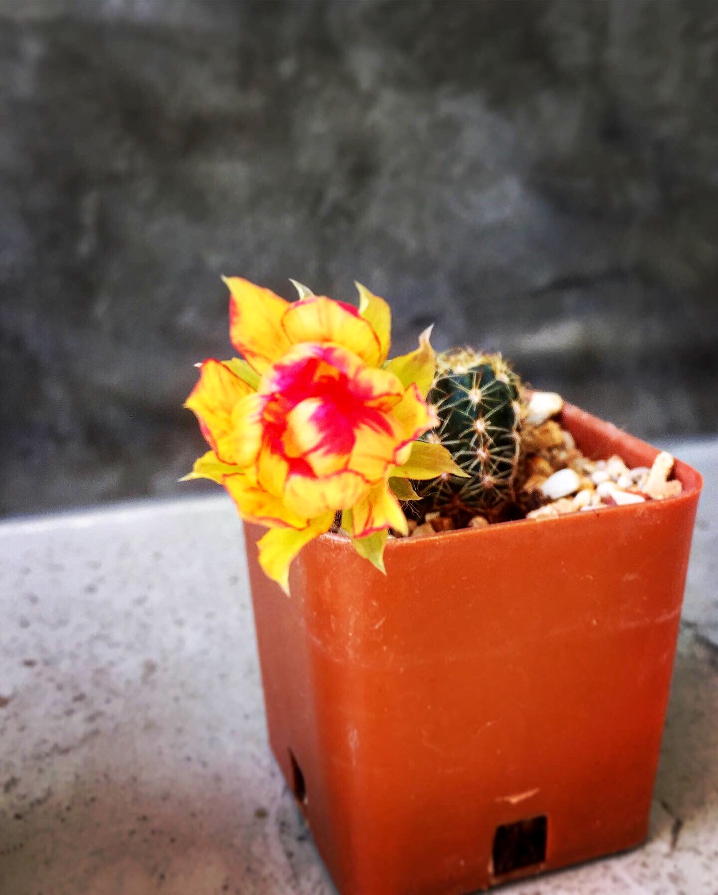 Profile picture for user Pimpi303