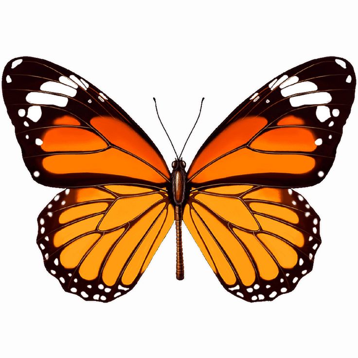 Profile picture for user Magali_Piris