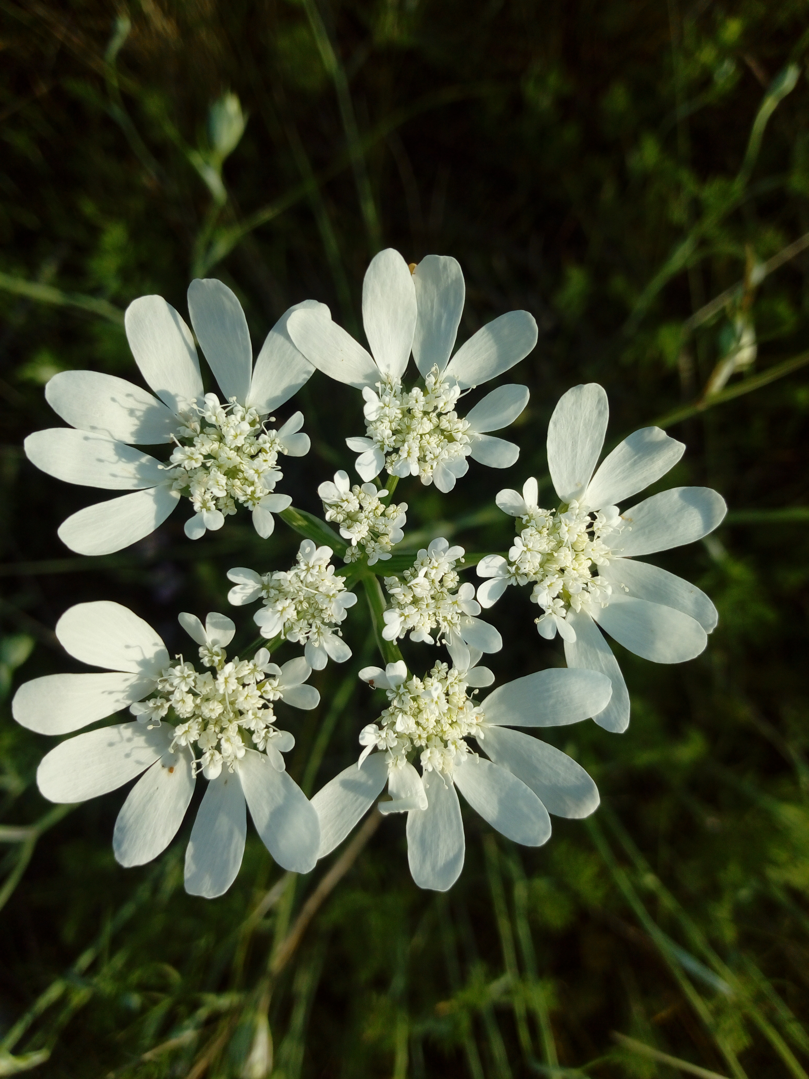 Profile picture for user norakuszmann