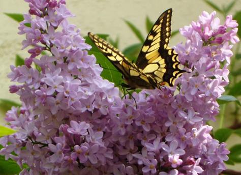 Profile picture for user liligalbi