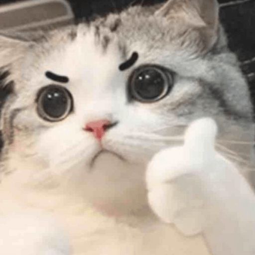 Profile picture for user sofiiap2002