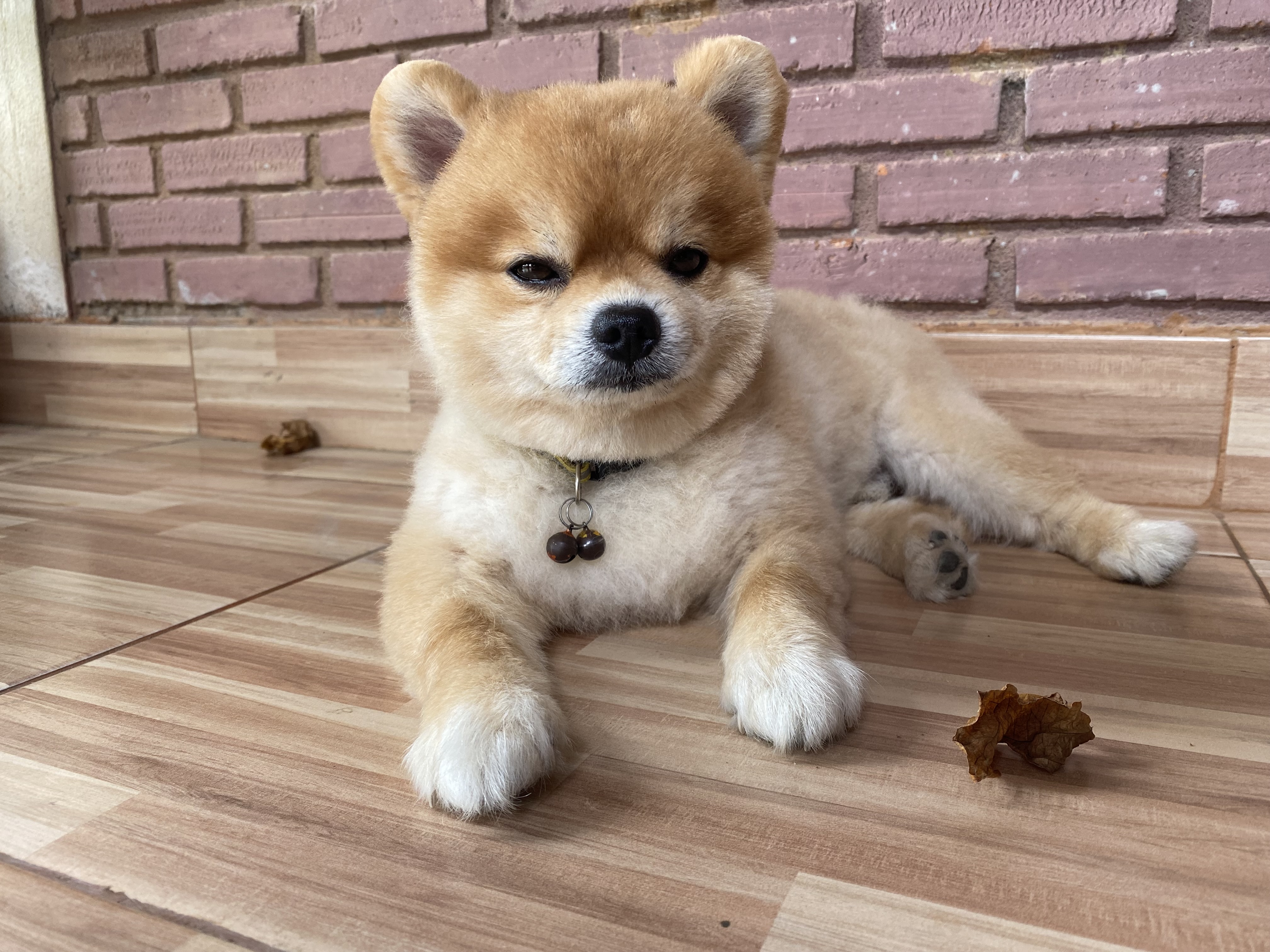 Profile picture for user Chomkwang