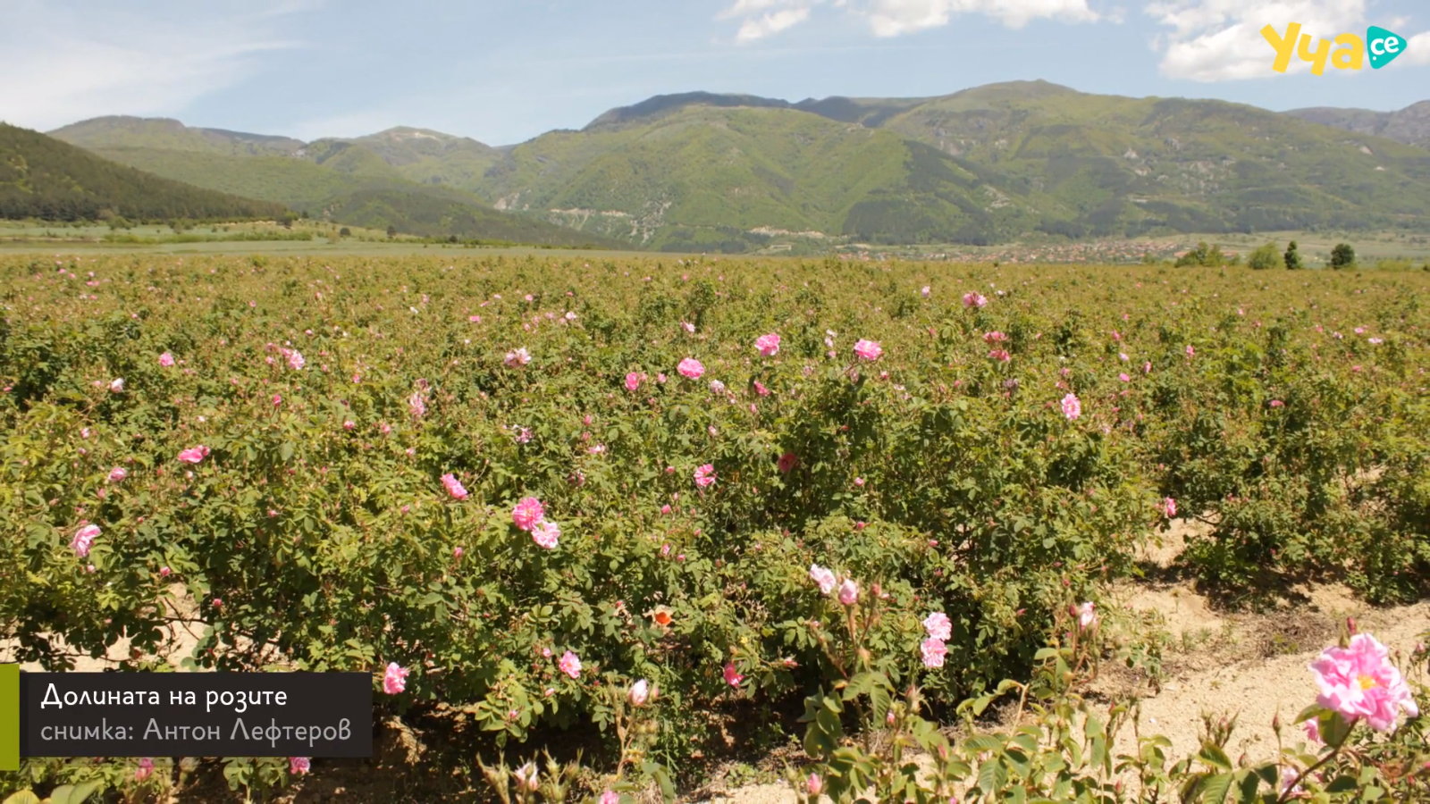 Profile picture for user RodinaB