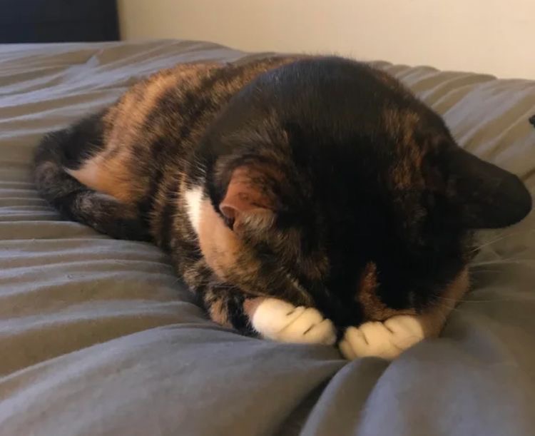 Profile picture for user Ppzxdy