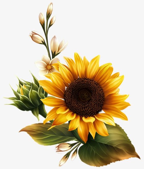 Profile picture for user sunflower_supremacy