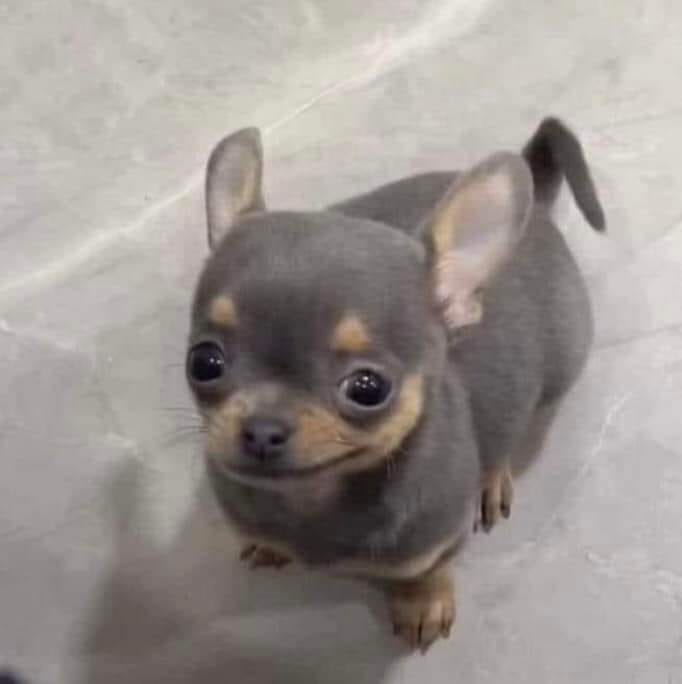 Profile picture for user EsmeYali