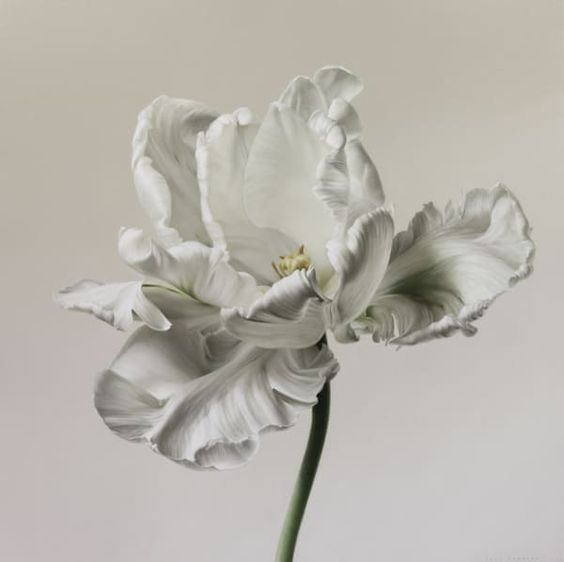 Profile picture for user Indriyani_Marta