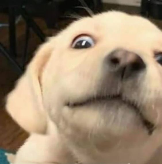 Profile picture for user yangping