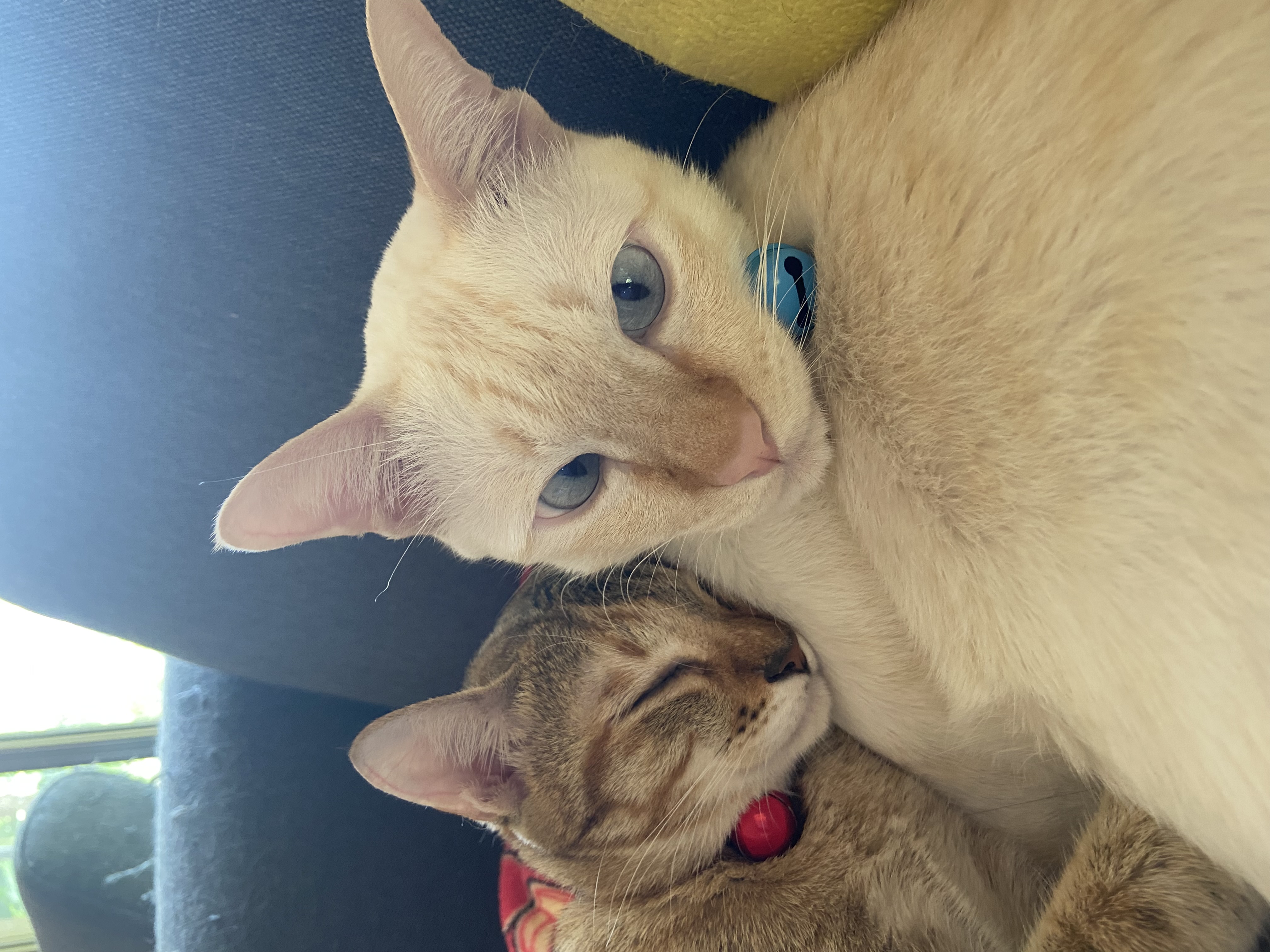 Profile picture for user srisumon