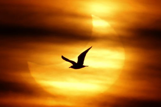 Profile picture for user antonioexea