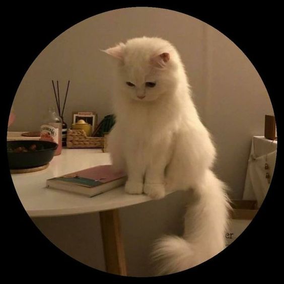Profile picture for user -Nana-