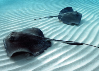 Profile picture for user samgamer080c