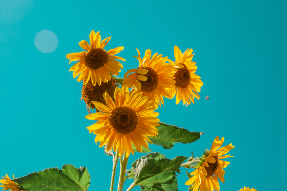 Profile picture for user AdelliaRizka