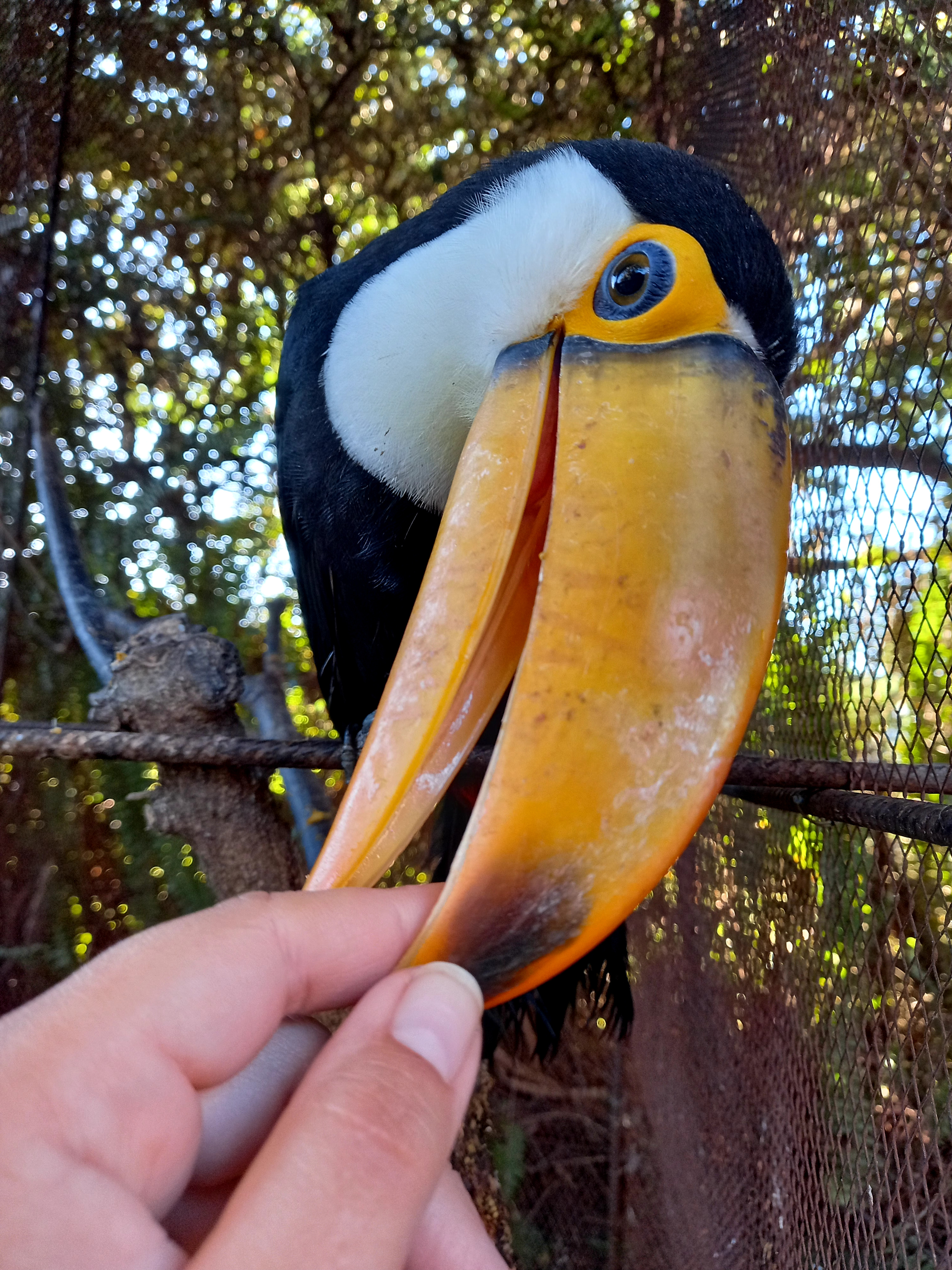 Profile picture for user roagosgallo