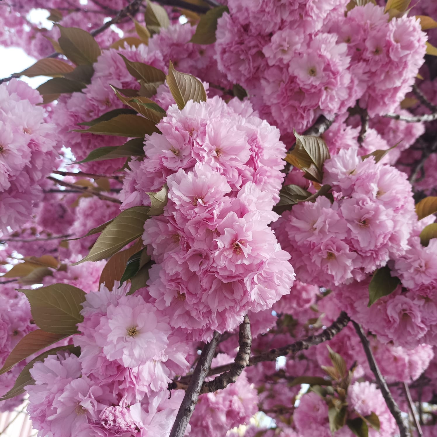 Profile picture for user Adriana_L