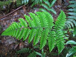 Profile picture for user cxronquillo