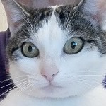 Profile picture for user teachermaika