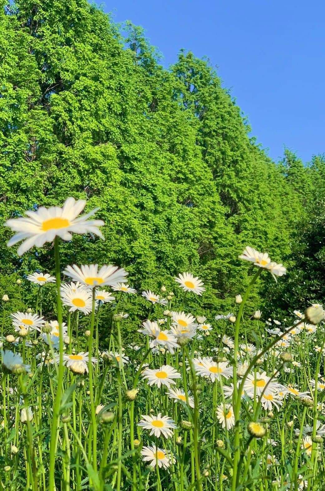 Profile picture for user KETKANOK1999