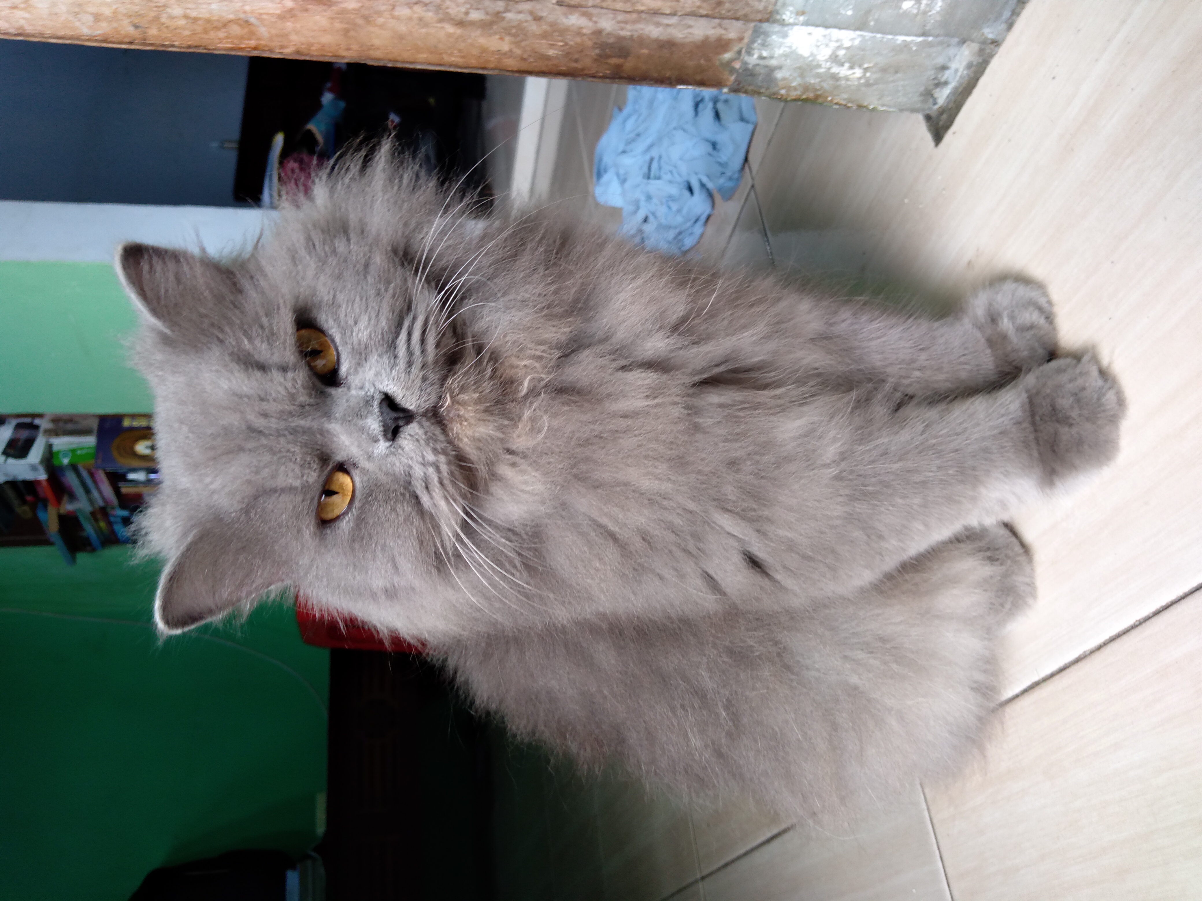 Profile picture for user Lulu_Chiro