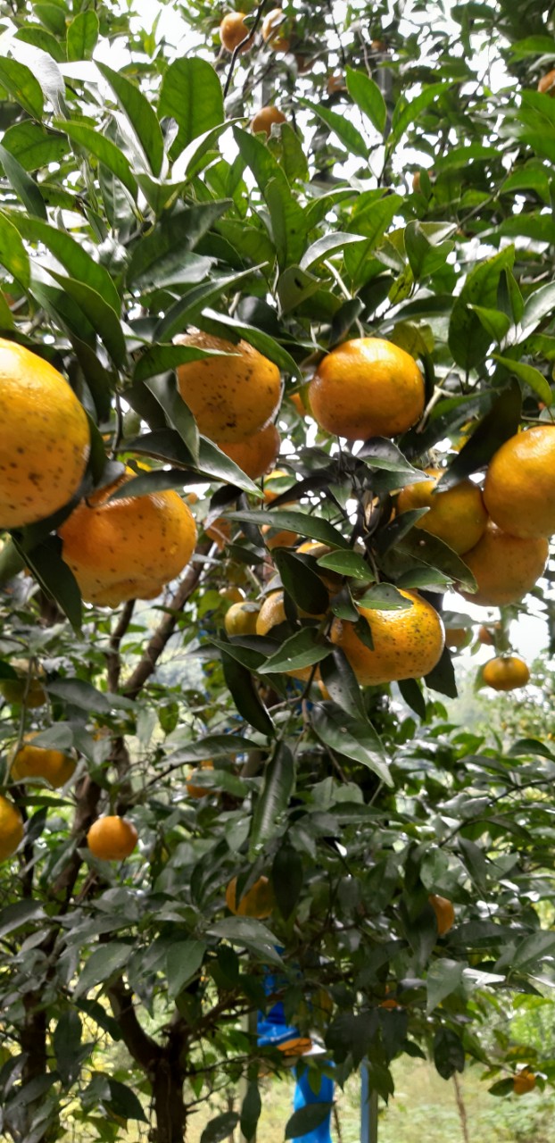 Profile picture for user hoanglienvq