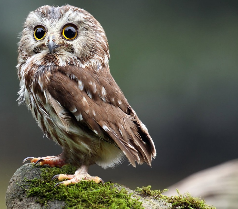 Profile picture for user Ade_Hi