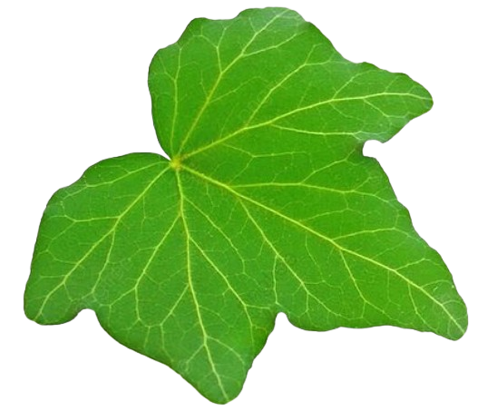 Profile picture for user ynguyenthinhu