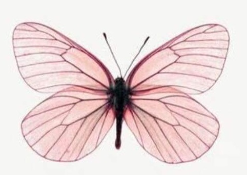 Profile picture for user misslolifernandez