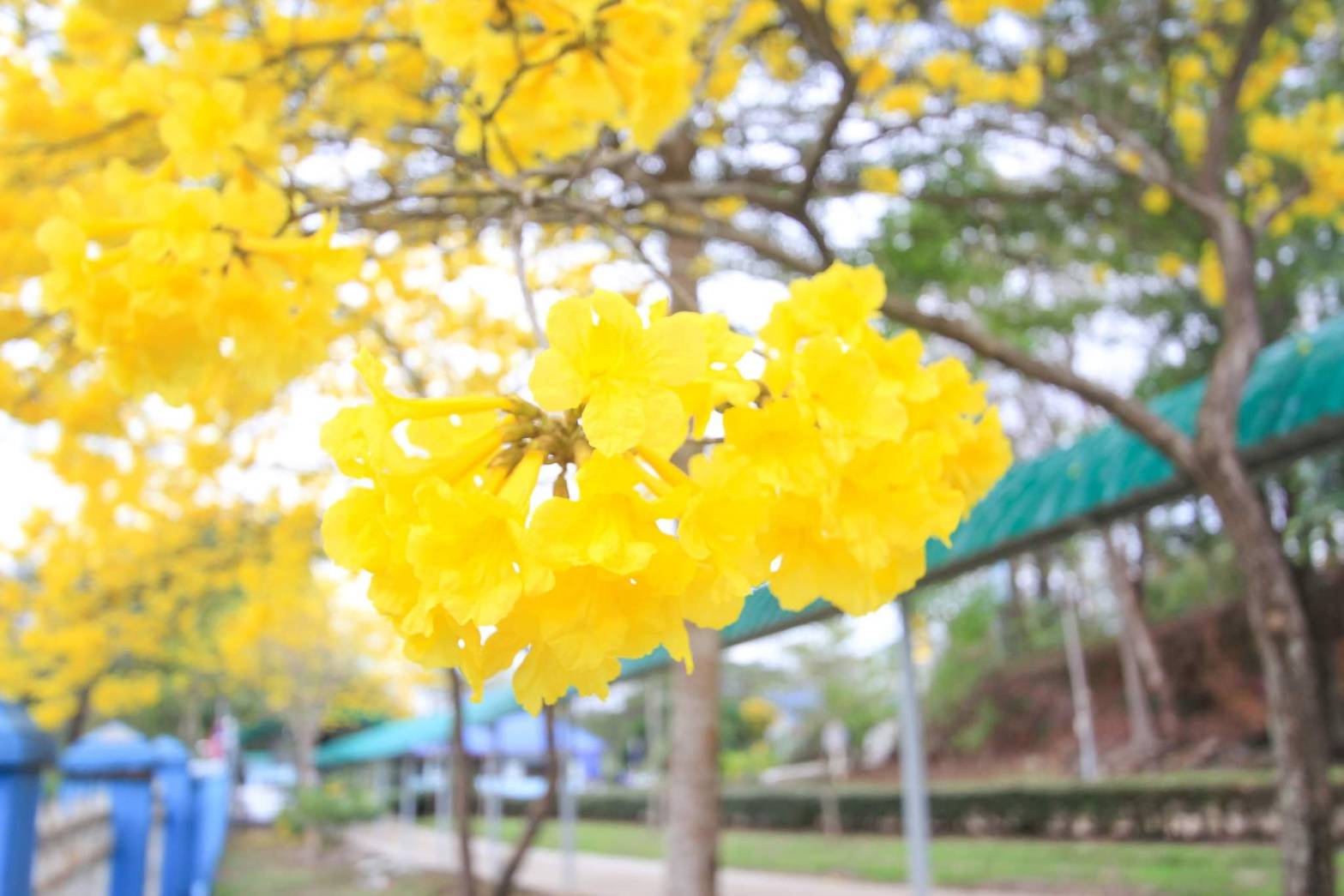 Profile picture for user Pensri_Aw