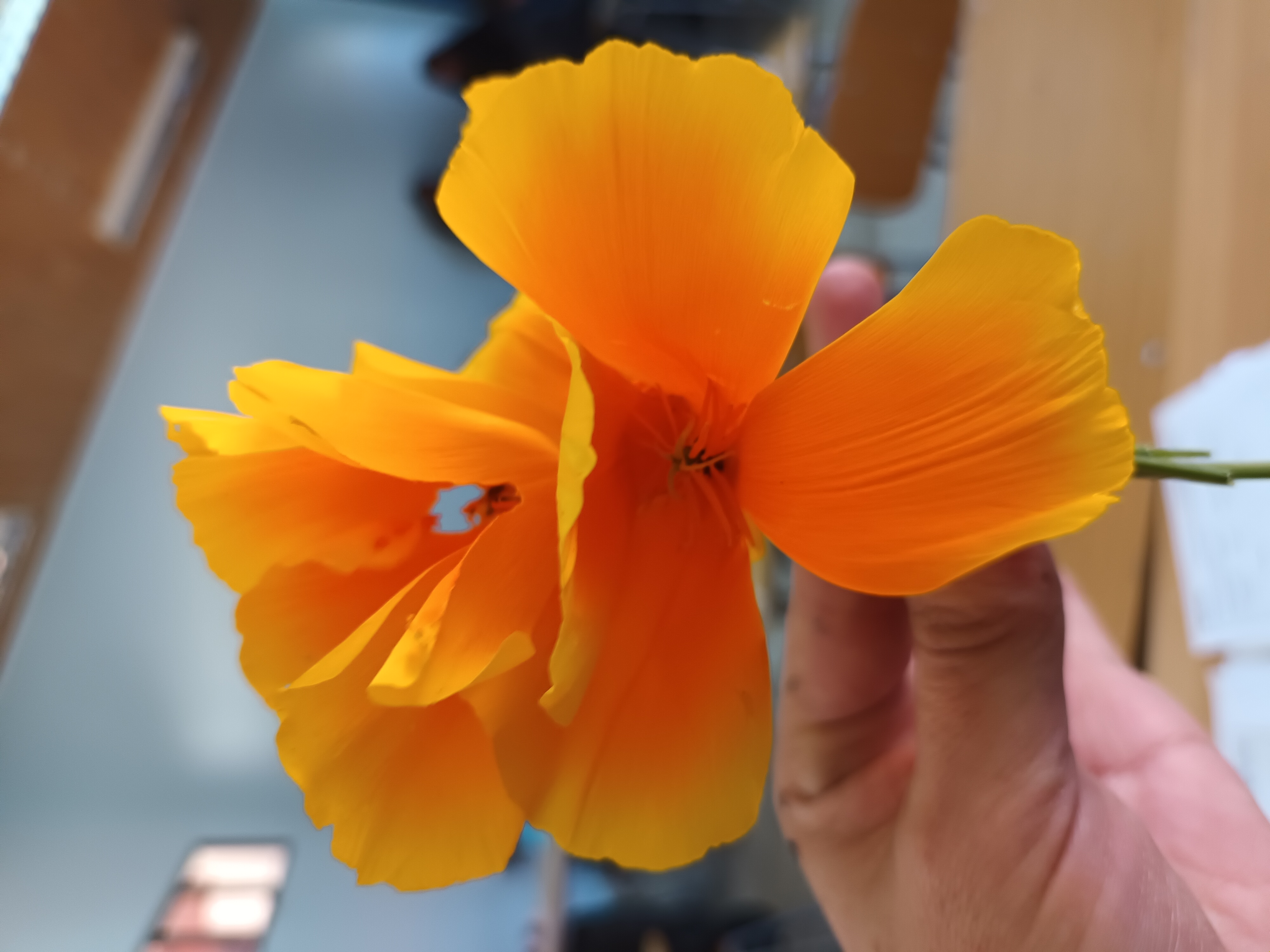 Profile picture for user angelicasuazoferni