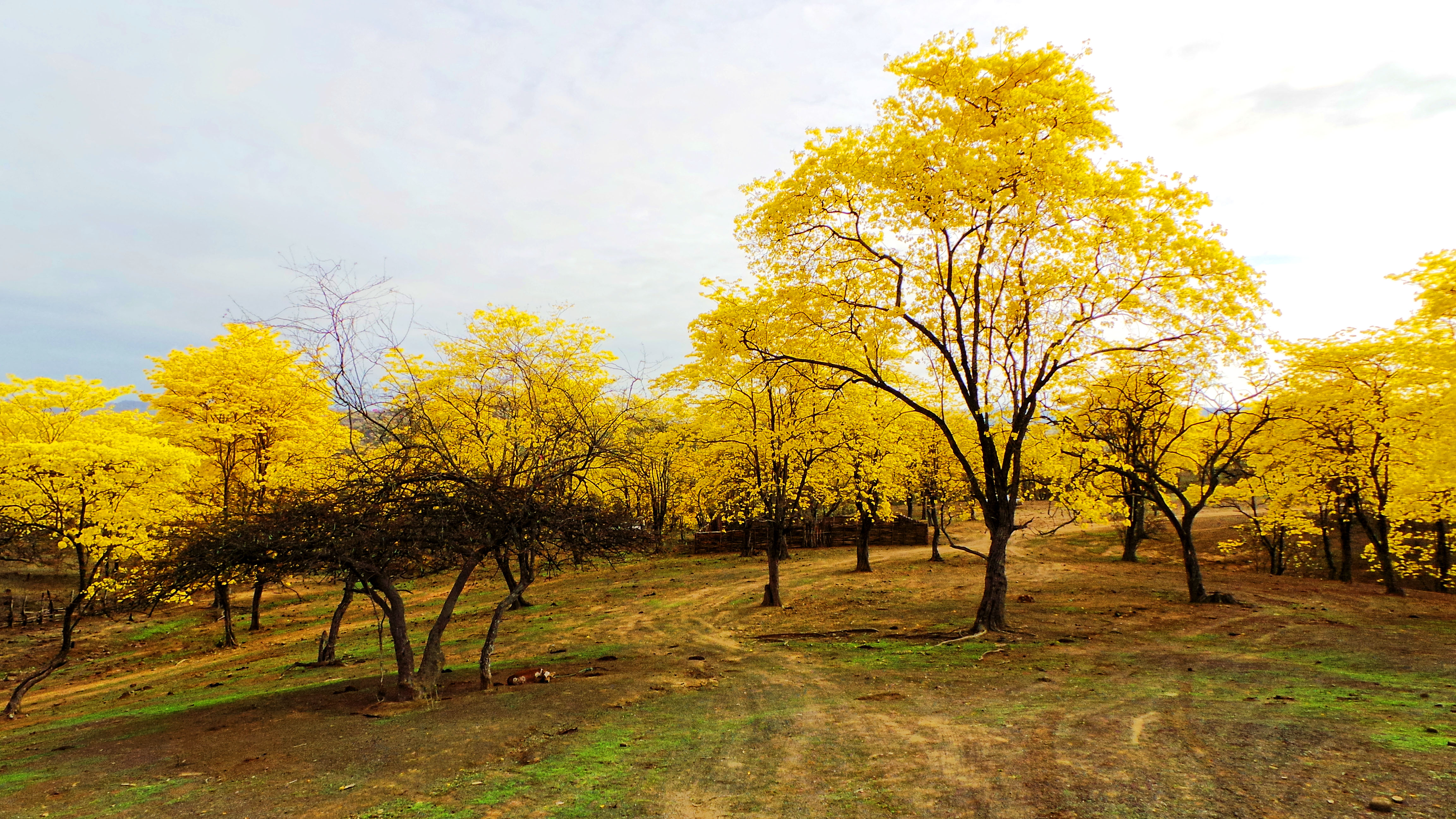 Profile picture for user Ychasiguasin2019