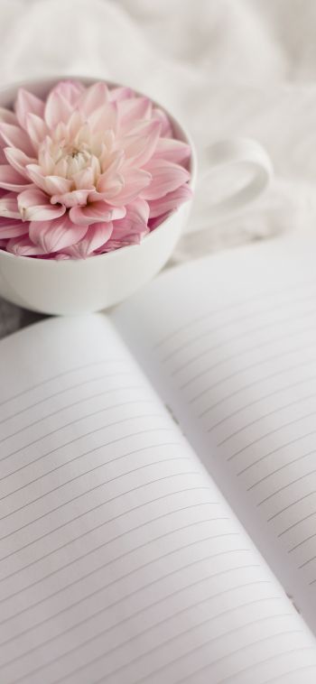 Profile picture for user EVKcoffee25