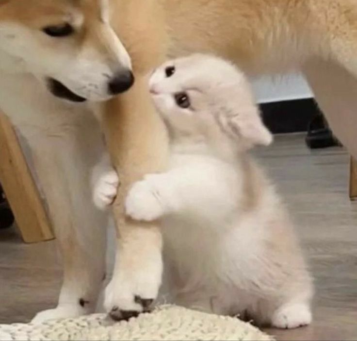 Profile picture for user kingkan2523