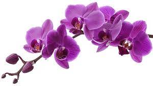 Profile picture for user ibusal70