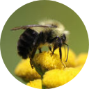 Profile picture for user KECollieLangArts