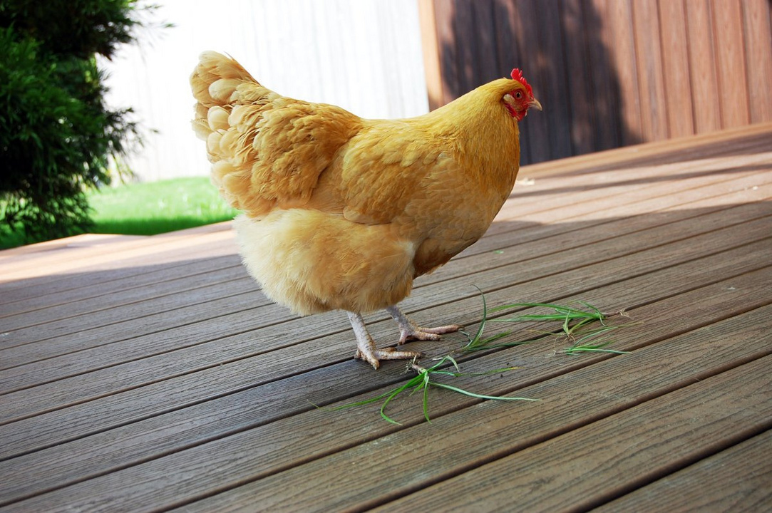 Profile picture for user svintys2