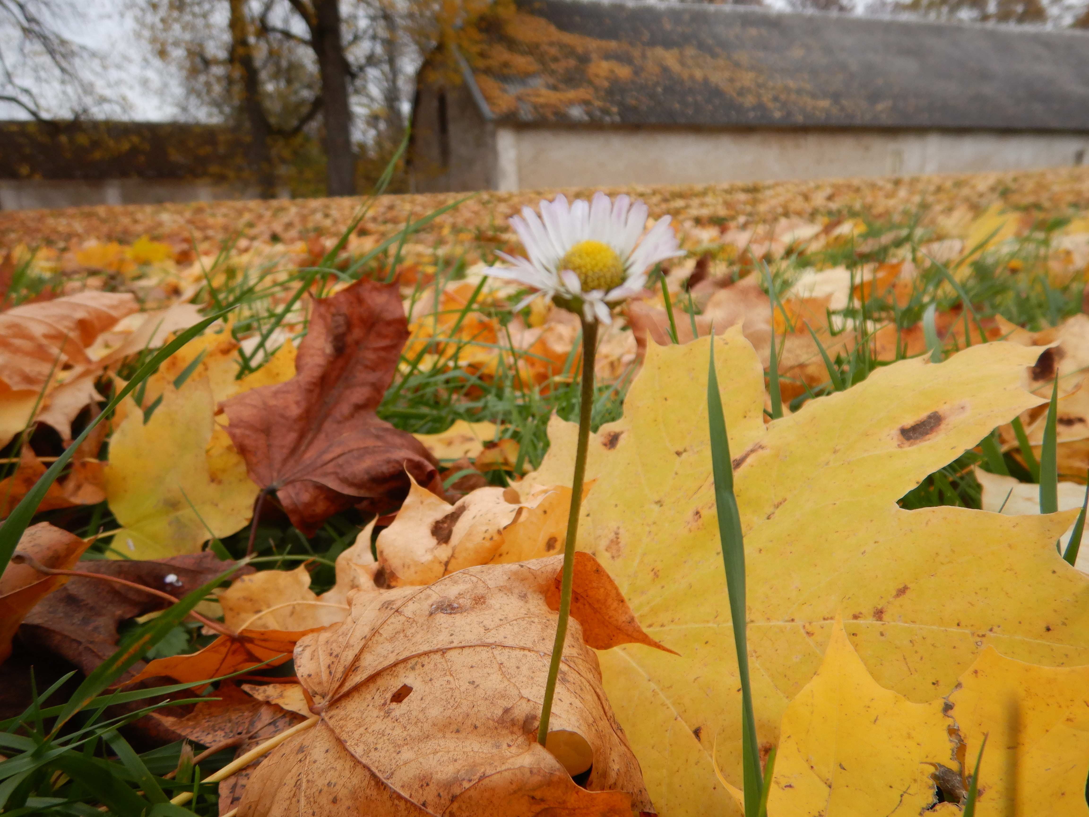 Profile picture for user hanna_pajula