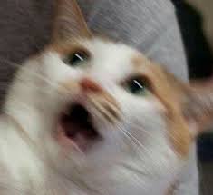 Profile picture for user Pimpisa_Tiinay