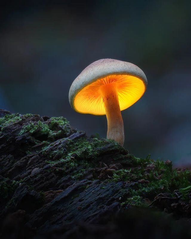 Profile picture for user syuaibhidayat