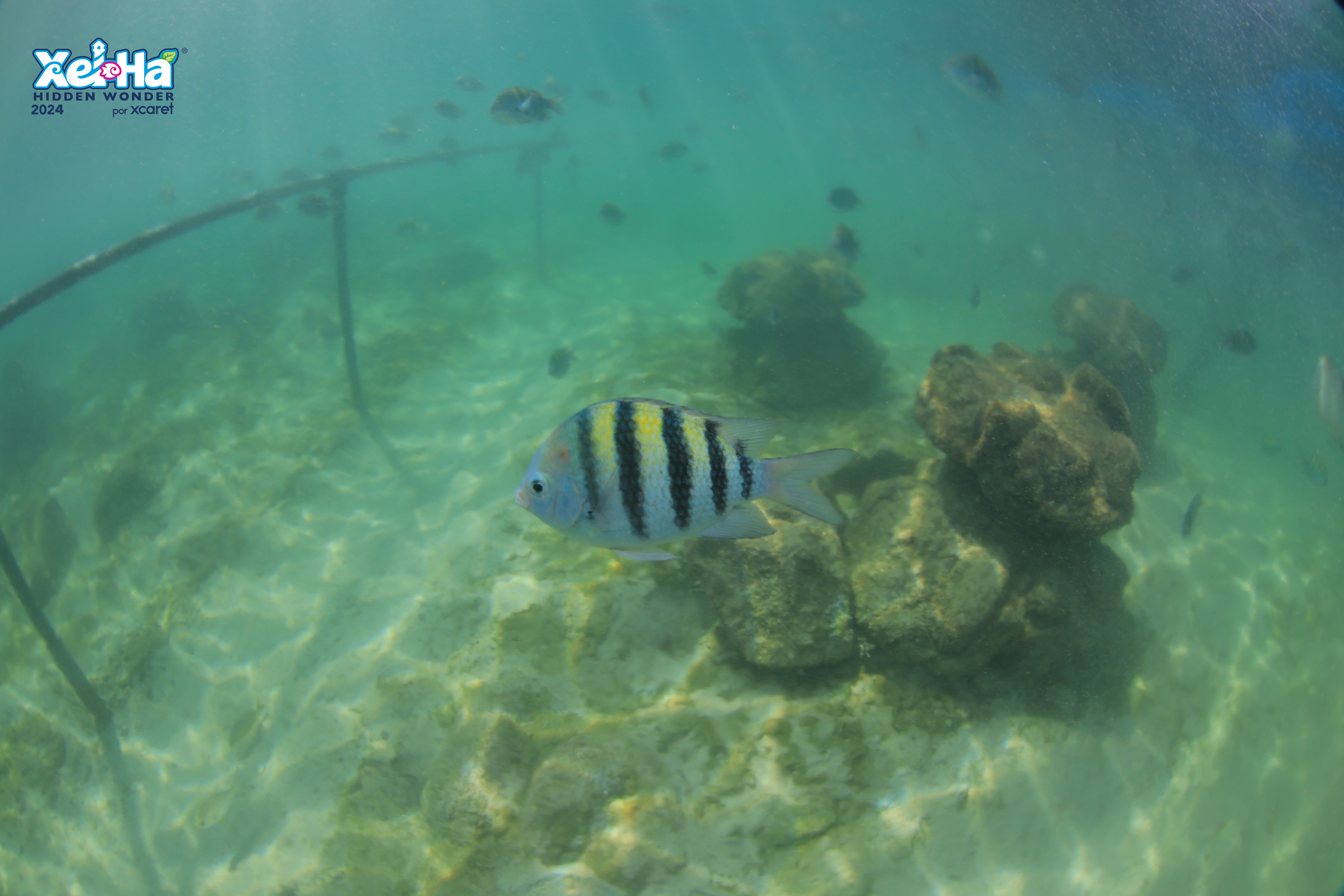 Profile picture for user Cete