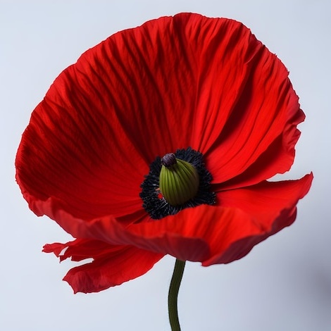 Profile picture for user NattyDelaloye