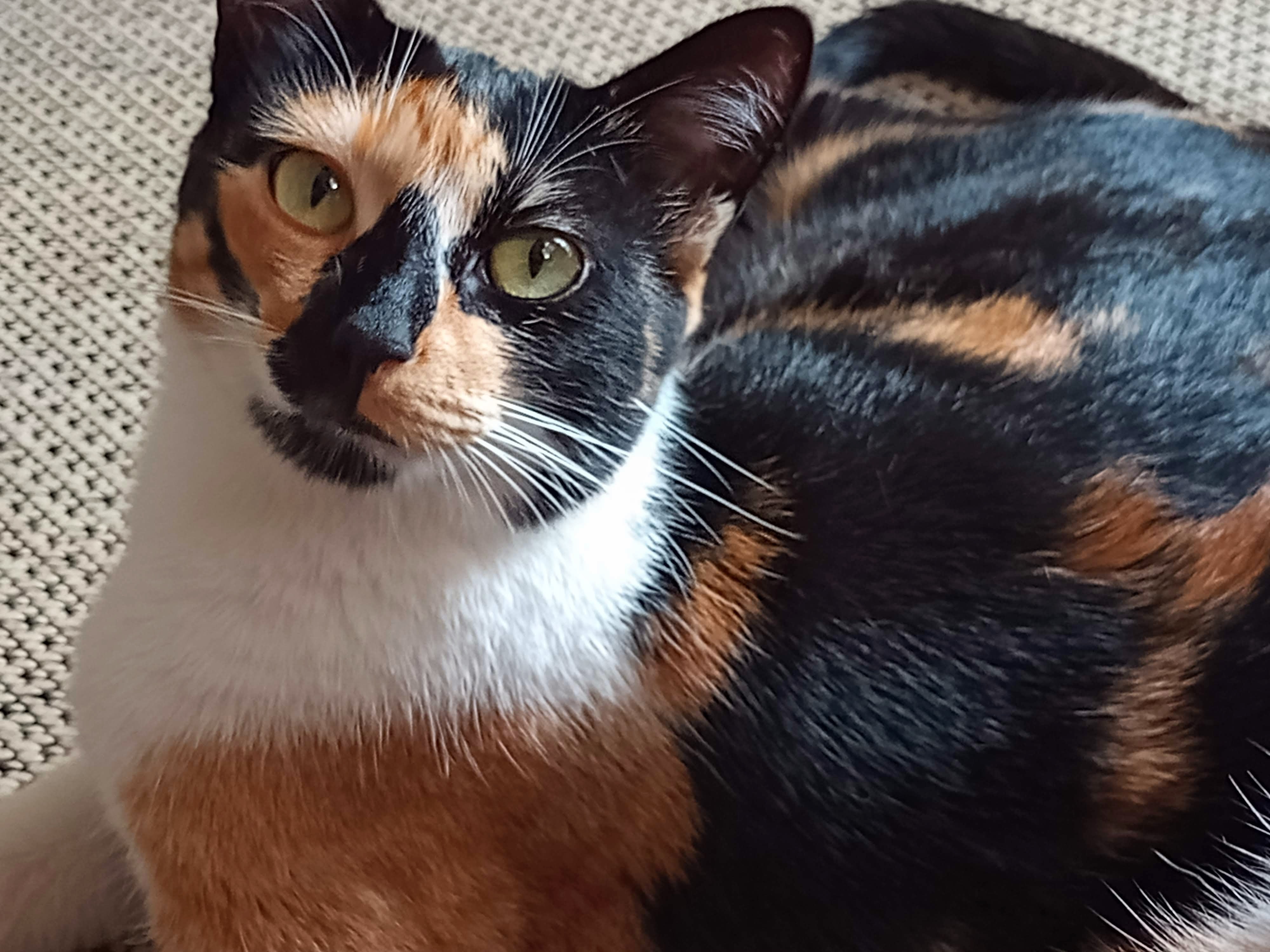 Profile picture for user nacteacher1010