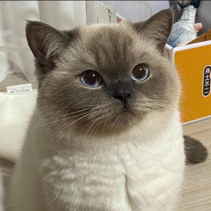 Profile picture for user Tria_mellinia