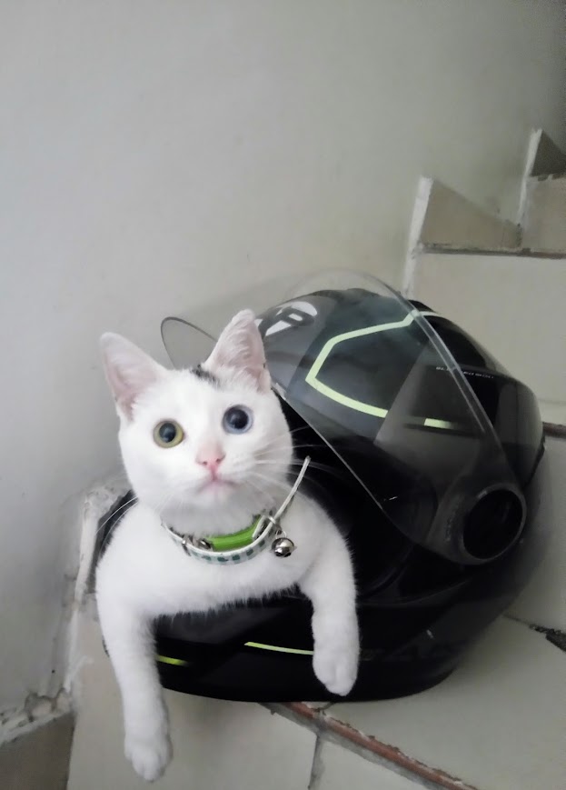 Profile picture for user riortega