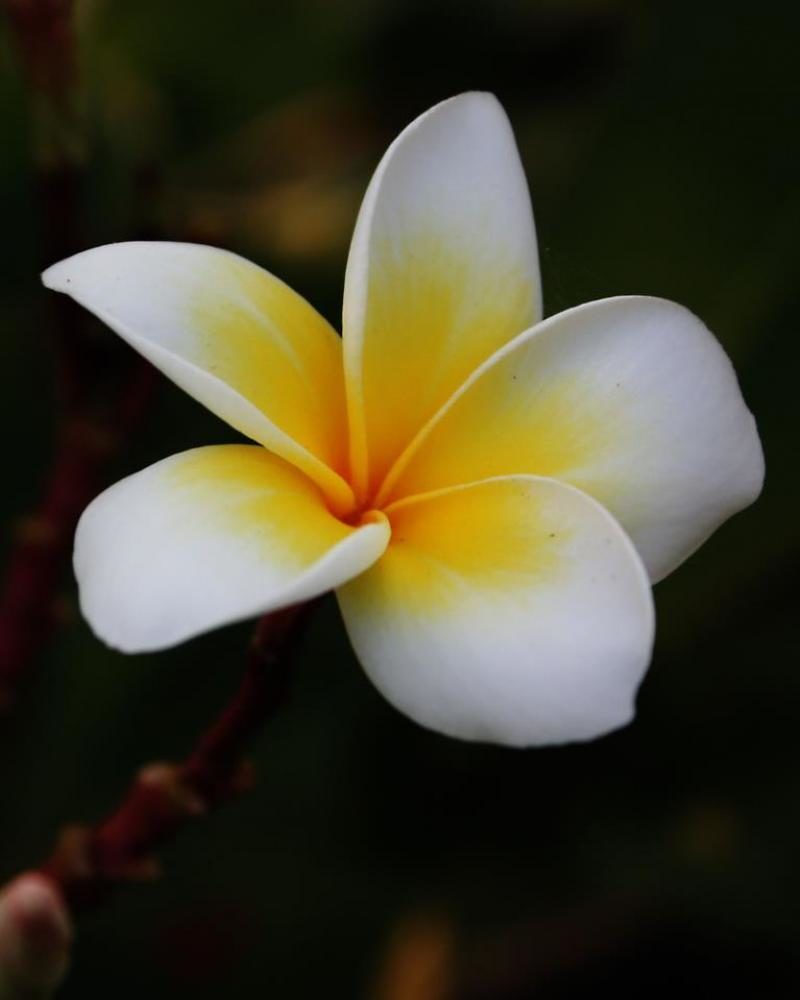 Profile picture for user mordor-chikori