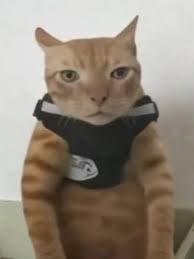 Profile picture for user ERIZETAEL