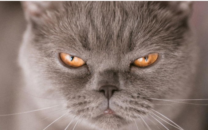 Profile picture for user Silpakorn