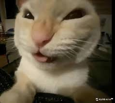 Profile picture for user Soraa_4