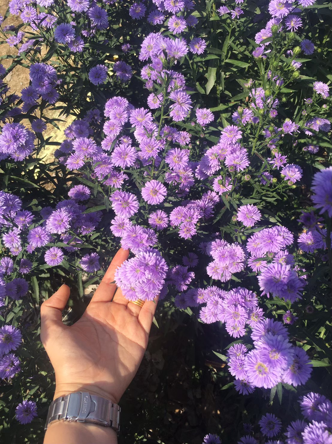 Profile picture for user daopradub