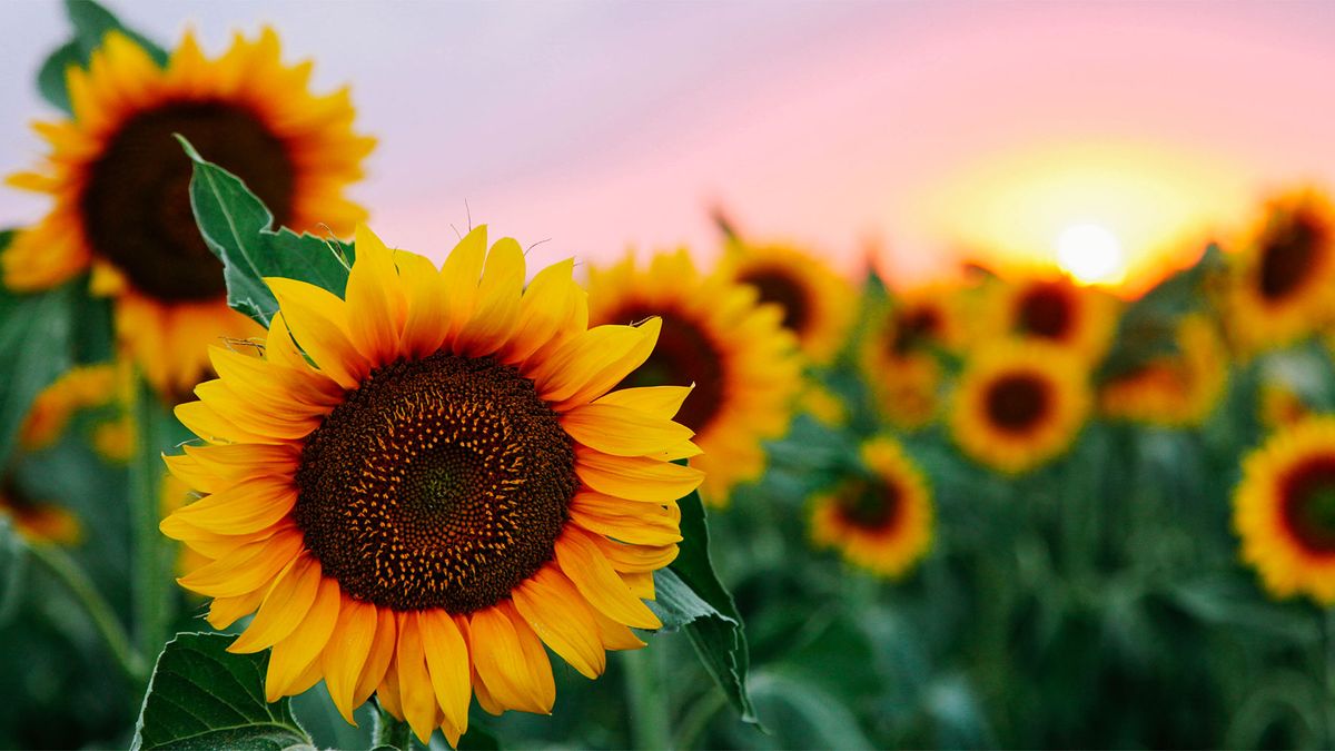 Profile picture for user itidwell