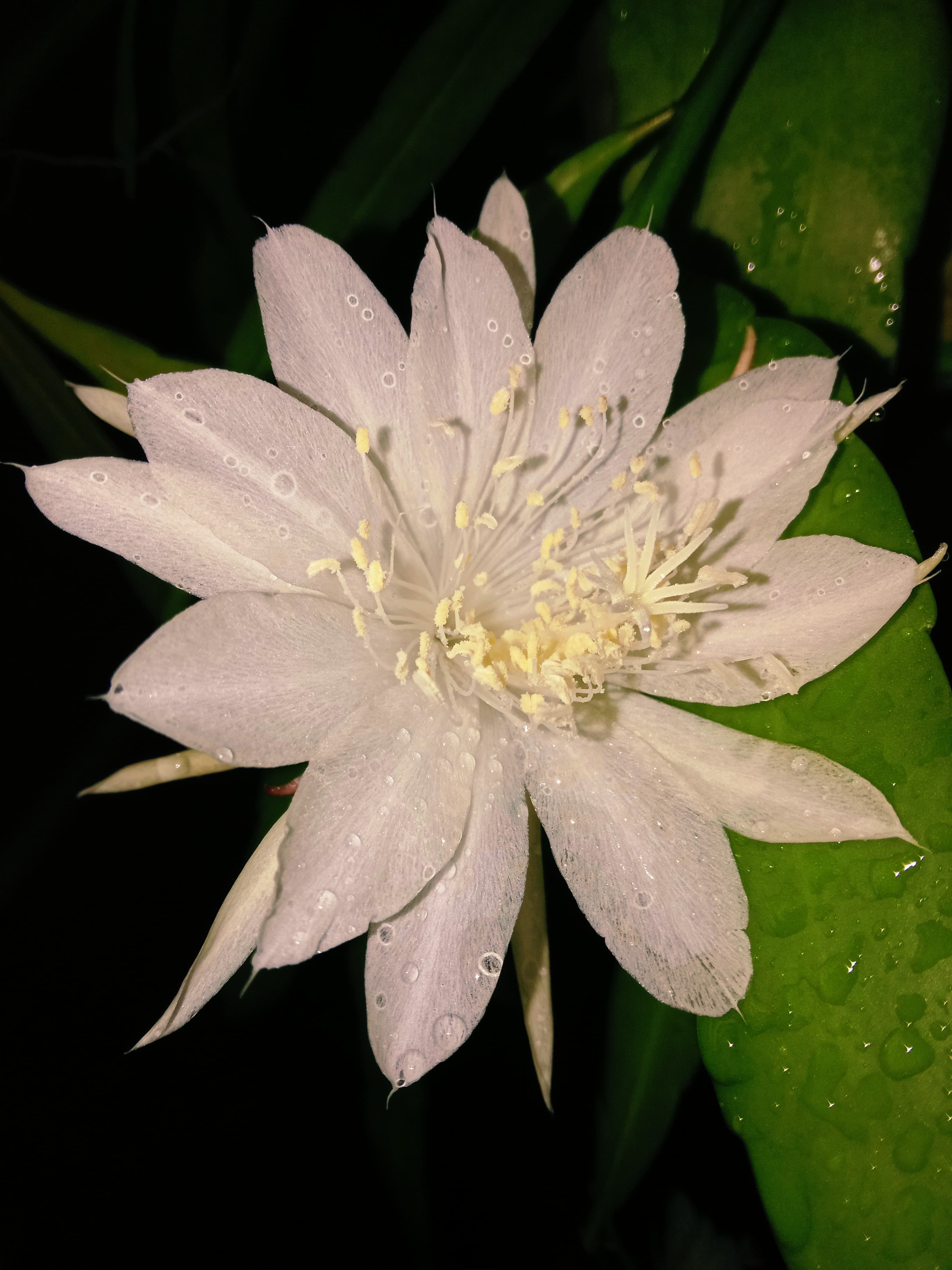 Profile picture for user Biosofia